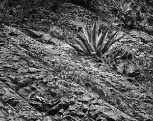 Rock texture and Agave_bw_d_DMa.jpg